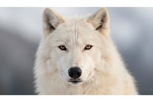 Close portrait of white wolf with, an Animal Photo by Igor Tichonow