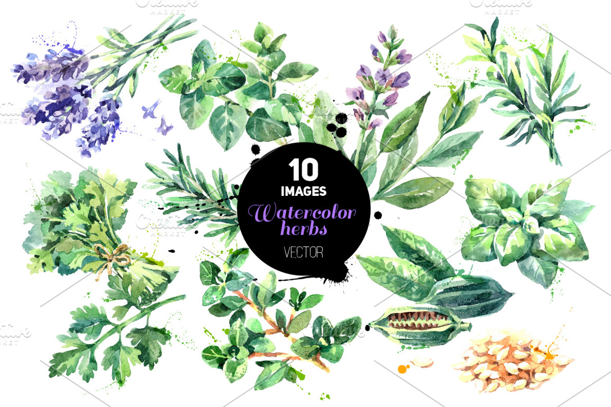 Watercolor Herbs Vector Set, a Food Illustration by Elena Pimonova (Photo 1 of 4)