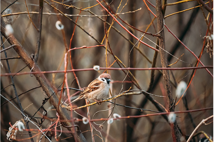 Bird Nestling House Sparrow - Passer, a Nature Photo by Our Amazing World