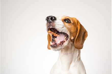 Beagle dog portrait isolated on, an Animal Photo by MadPhotos