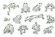16 Frogs, an Animal Illustration by GooseFrol (Thumbnail 4 of 11)