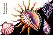 Watercolor Sea Shells & Coral Set, an Object Illustration by Whimsy Brush Studio (Thumbnail 7 of 9)