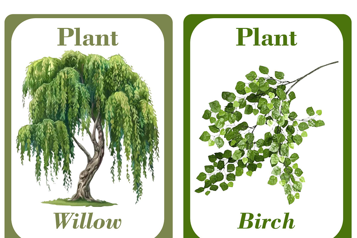 Plants Flash Cards For Kids, a Card Template by DigitalsDesigns (Photo 4 of 4)