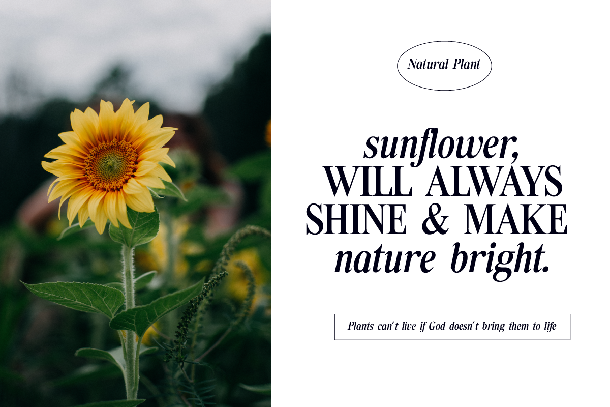 Tiffany Laurence Nostalgic Serif, a Serif Font by Ronny Studio (Photo 2 of 14)
