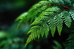 Lush Green Fern Fronds in Forest Nat, a Photo by Pixeness Studio