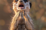 236 surprised animals, an Animal Photo by Handmadefont (Thumbnail 193 of 241)