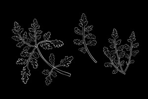 New Zealand Plants Vector Set