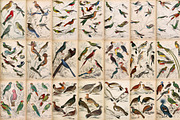 A Journal of Natural History, an Animal Illustration by Dene Studios (Thumbnail 7 of 10)