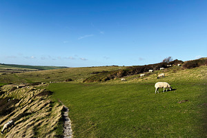 Pasture scene with sheep on rolling hills at Seven Sisters Cliffs, East Sussex,, a Nature Photo by AS photostudio