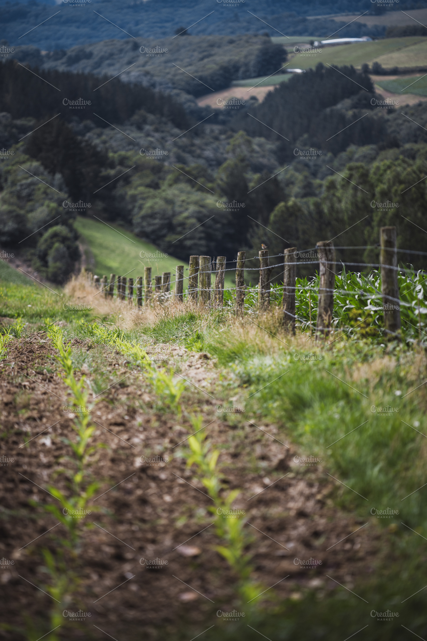 Rural field with fence shallow DOF, a Nature Photo by SkyNext