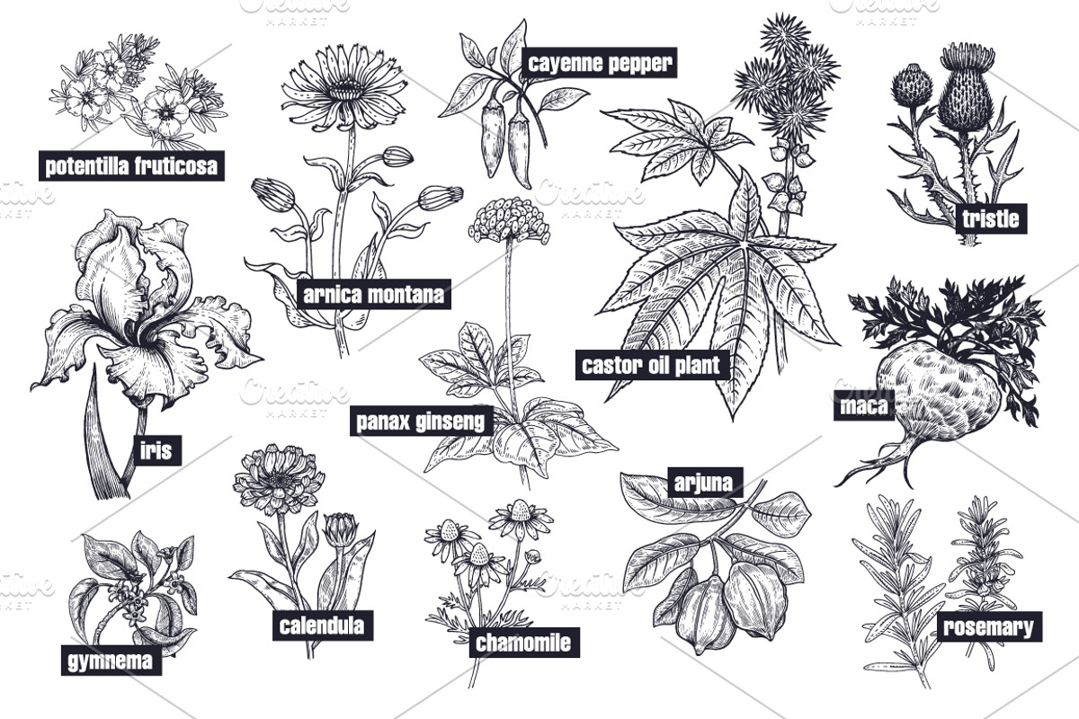 Medical plants. Big set., an Object Graphic by MarinaVorontsova (Photo 3 of 11)