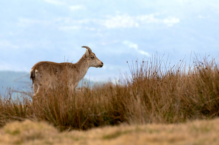 female mountain goat on the grass, an Animal Photo by Perpis