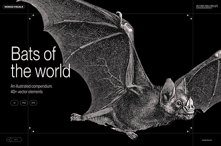 Halloween Special! Bats of the World