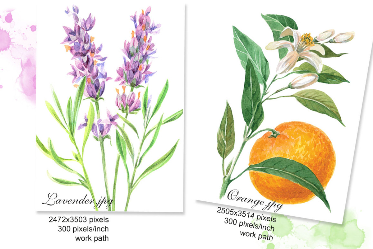 Botanical watercolor illustrations, an Illustration by Marina.Markizova (Photo 5 of 5)
