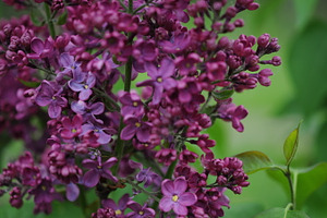 Violet Lilac, a Nature Photo by photoschonberger