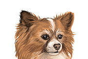 Dogs Cross Breeds 56 Animals Bundle, an Animal Illustration by Dneprstock (Thumbnail 31 of 55)