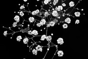 Flower & Garden Collection 15 photos, a Nature Photo by Silent Nature (Thumbnail 11 of 14)