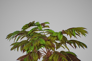 Alsophila Fern Old