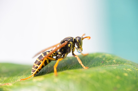 The wasp is sitting on green leaves., an Animal Photo by AlexBush