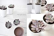 Purple Succulents & Neutrals, a Cups & Container Mockup by Greenleaf Images (Thumbnail 1 of 6)