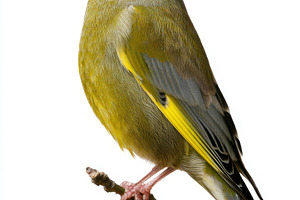European greenfinch perched on branch isolated on white backgrou, an Animal Photo by José Manuel Gelpi