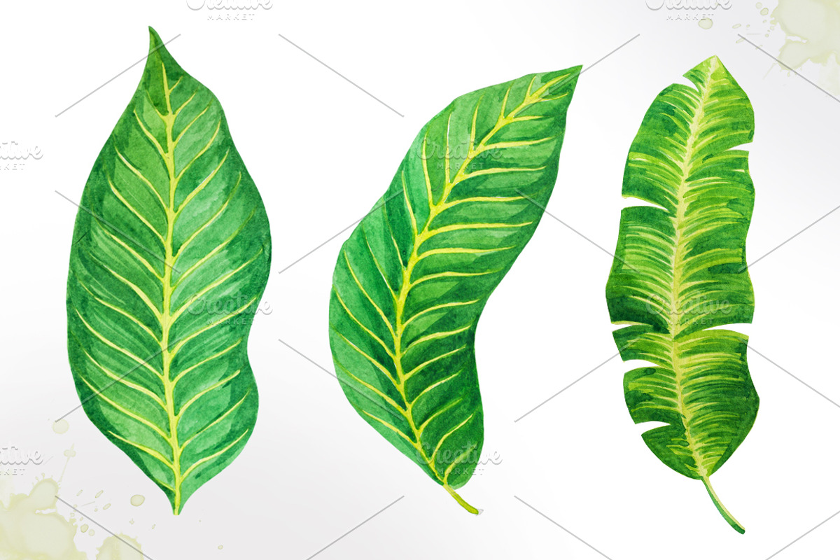 Tropical leaves. Watercolor vector., an Illustration by AlexGreenArt (Photo 5 of 5)