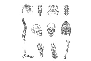 Human Skeleton Structure Symbols, a Healthcare Illustration by Tettygreen