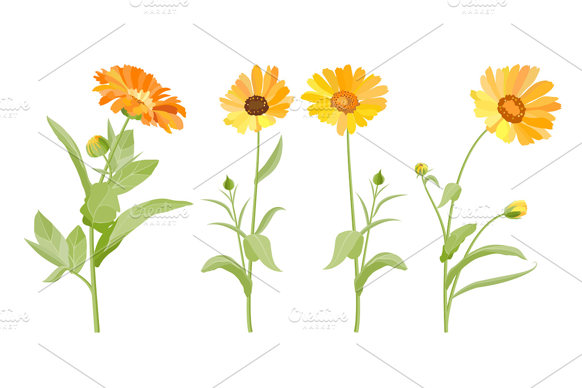 Vector object brushes. Calendula preview 8