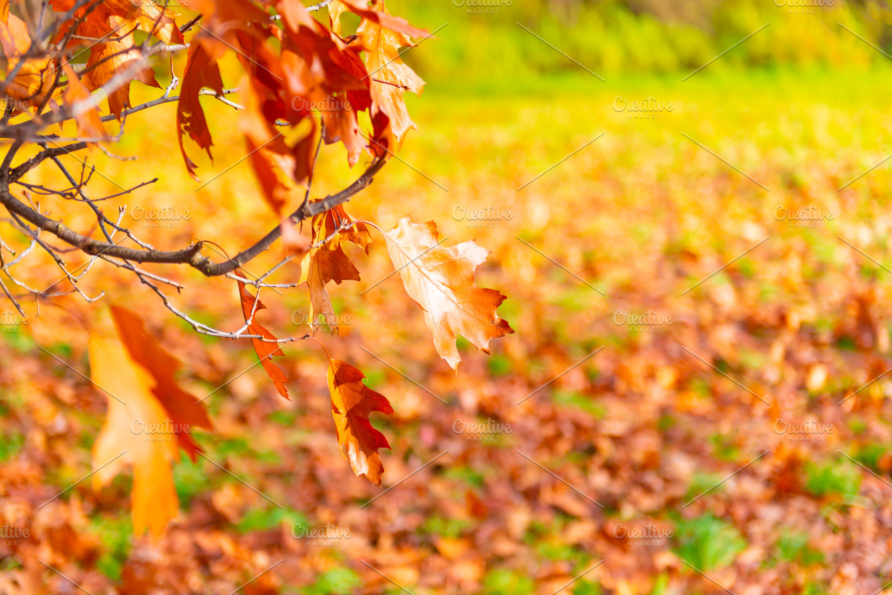 Autumn leaves in autumn park, a Nature Photo by Vapi