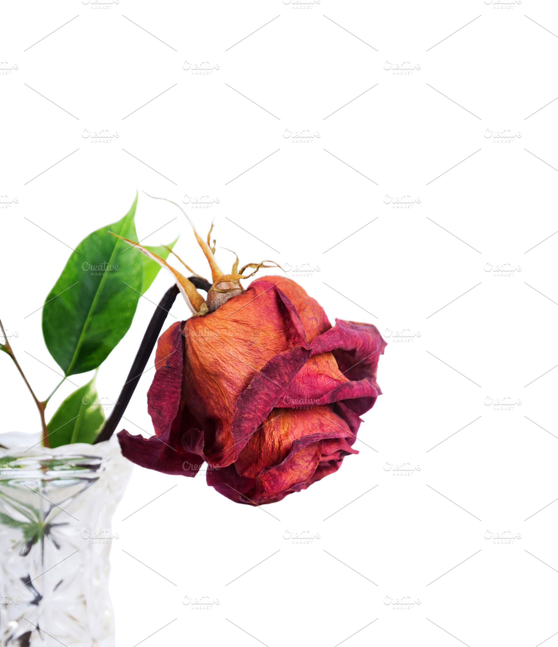 Dried red rose in vase, a Nature Photo by Artspace