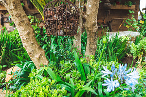 Hanging basket in lush garden, a Nature Photo by SkyNext