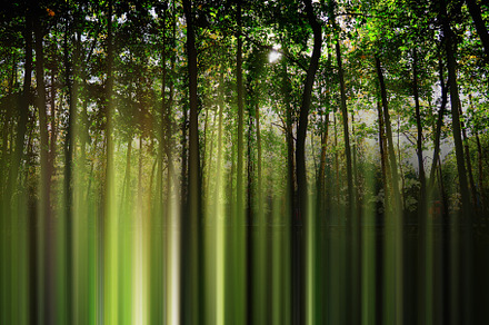 Autumn park forest in abstract blur backdrop, a Nature Photo by RETROWAVE '88