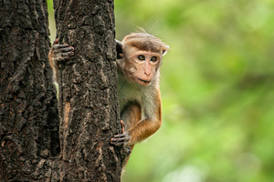 Monkey explores tree in lush forest during daytime, showcasing curiosity and ag, an Animal Photo by Byrdyak