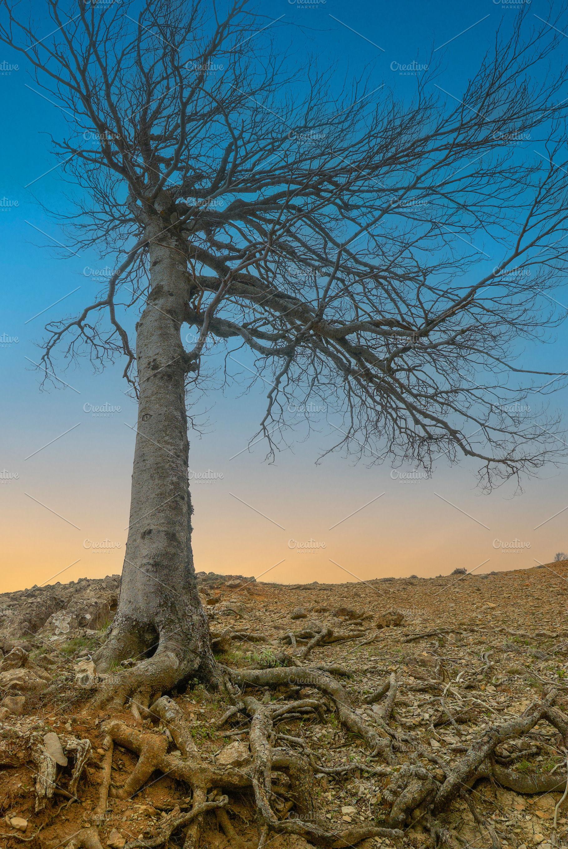 Big tree in hill with roots at sunset, a Nature Photo by Vapi