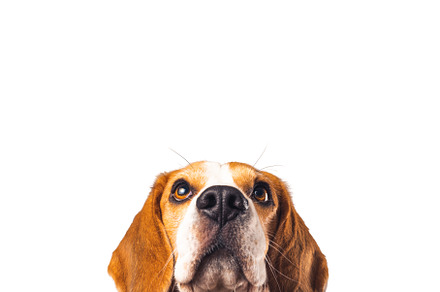 Beagle dog portrait isolated on, an Animal Photo by MadPhotos