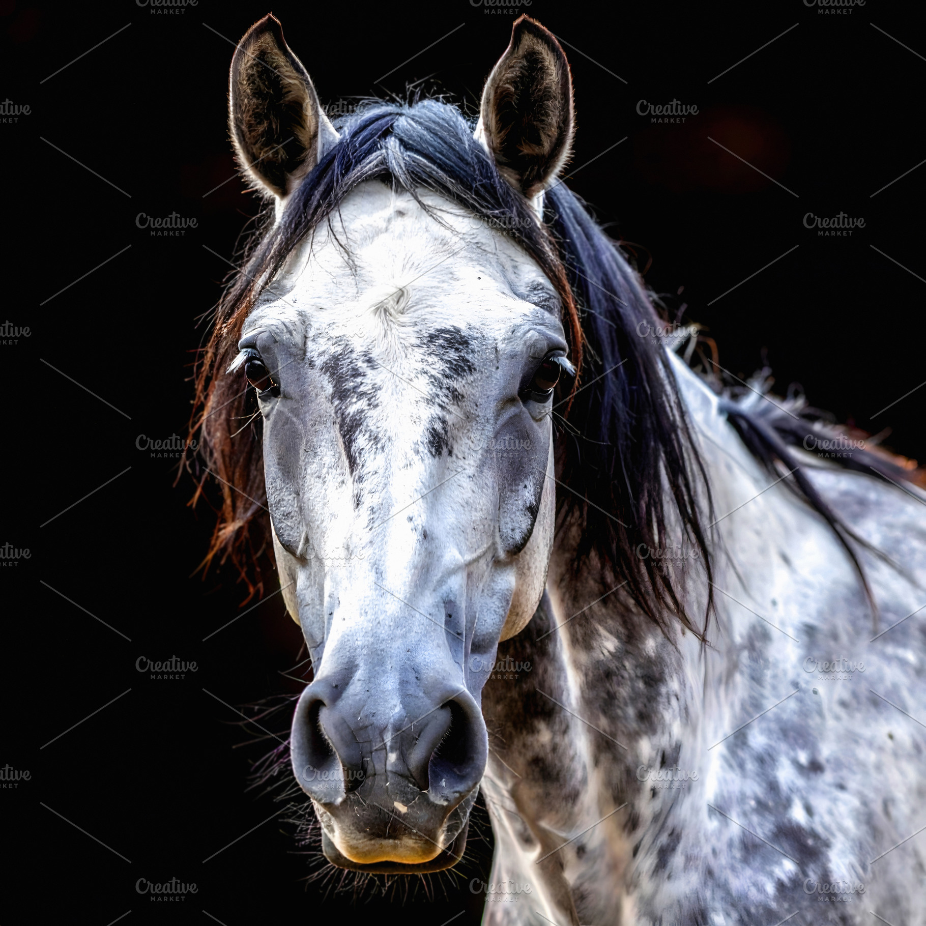 Spotted gray horse portrait with natural elegance and beauty, an Animal Photo by GoodGoods