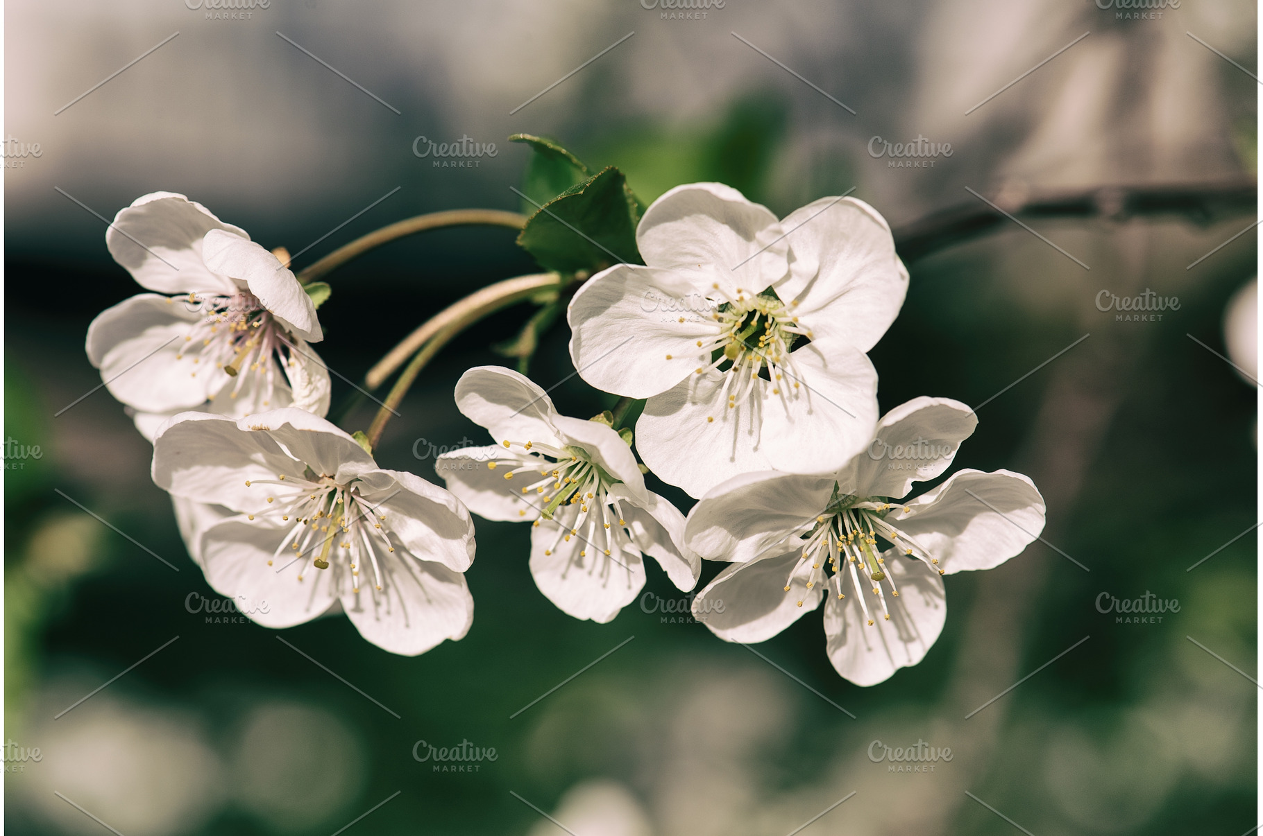 Cherry flowers frame, a Nature Photo by Nature and travel