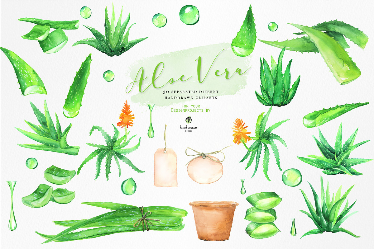 Fresh Watercolor Aloe Vera Set, a Healthcare Illustration by beehouse studio (Photo 2 of 9)