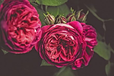 Iseeyouphoto Simplyroses 4 Featuring Rose Orange And Floral preview 6