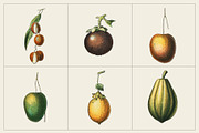 Fruit and Vegetable Art Collection, a Food Illustration by Illusiongraphic (Thumbnail 10 of 14)
