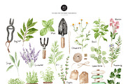 Watercolor HERB GARDEN Clipart, a Decorative Illustration by Beigetime (Thumbnail 3 of 8)