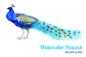 Watercolor Peacock