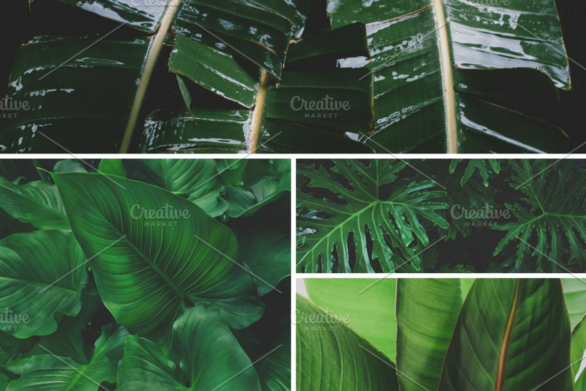 Tropical Leaves Bundle, a Nature Photo by René Jordaan Photography (Photo 4 of 6)