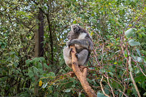 Two koalas resting on tree branches in Kangaroo Island, Australi, an Animal Photo by GoodGoods