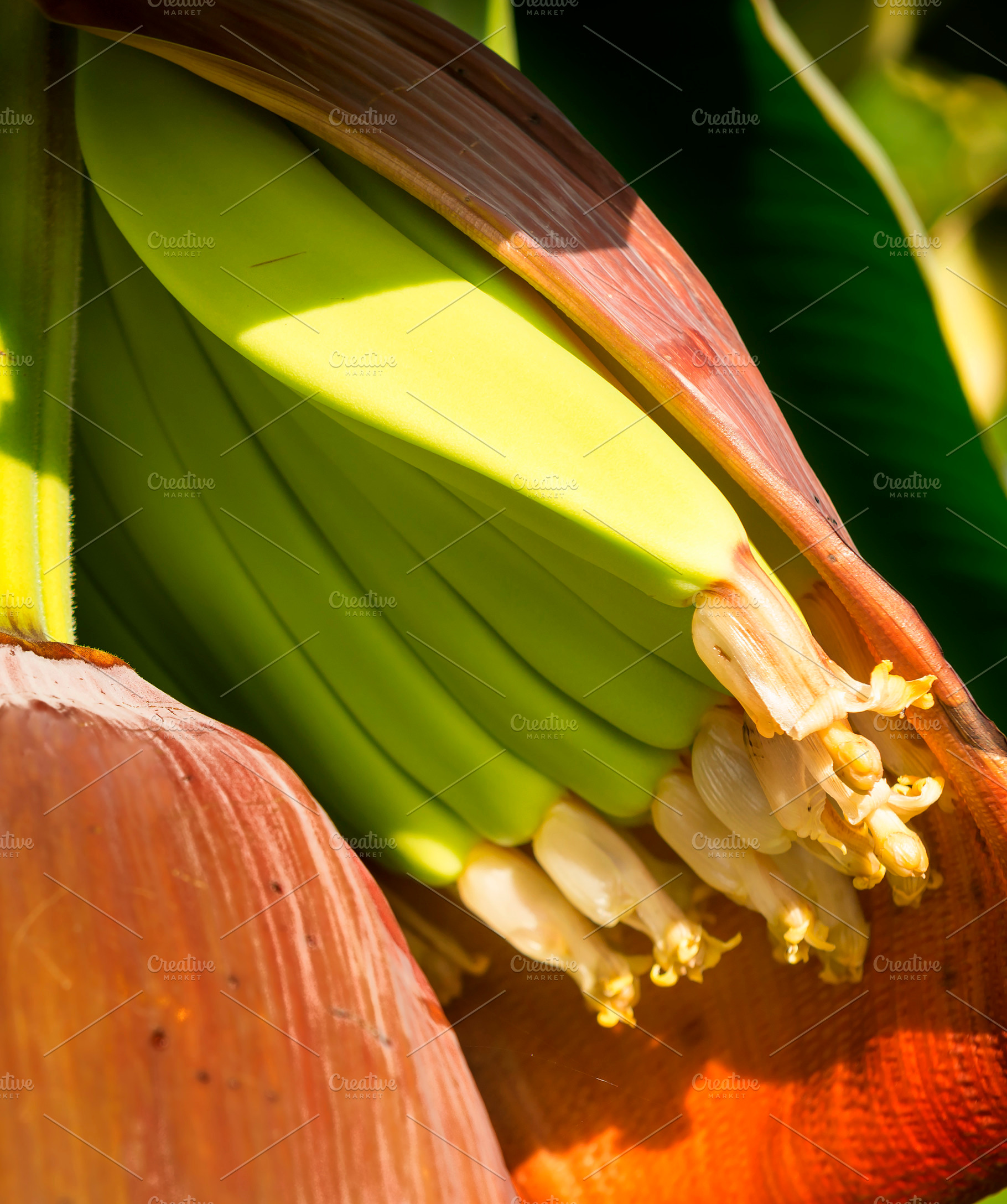 Banana Plantation, a Food & Drink Photo by THP Creative