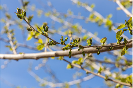 A beautiful mulberry tree with green