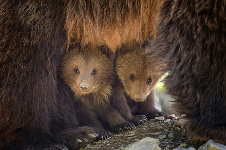 Bear cub stock photo containing wildlife and cub, an Animal Photo by Byrdyak