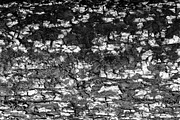 A close-up image of a texture tree, a Background Photo by Schreibikus (Thumbnail 10 of 10)