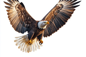 Majestic Bald Eagle in Flight Wings, an Animal Photo by Pixeness Studio