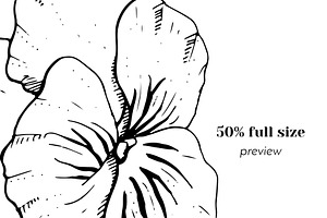 Vintage Pansy Flower Line Art